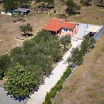 House Olive Tree *